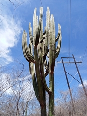 Stenocereus montanus