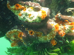 Sea Liver photo 3