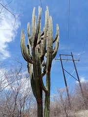 Stenocereus montanus