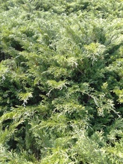 Juniperus sabina