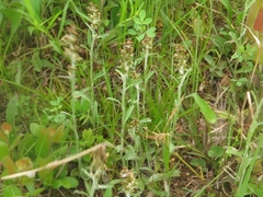 Gamochaeta argyrinea