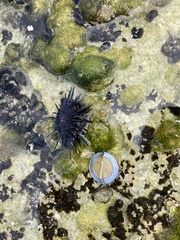 Echinometra lucunter