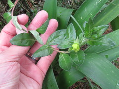 Oenothera multicaulis