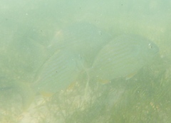 Archosargus rhomboidalis