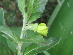 Oenothera multicaulis