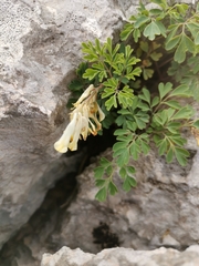 Pseudofumaria alba acaulis