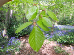 Fagus sylvatica
