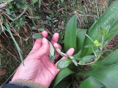Oenothera multicaulis