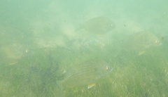 Archosargus rhomboidalis