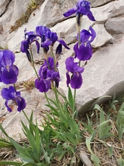 Iris pallida illyrica
