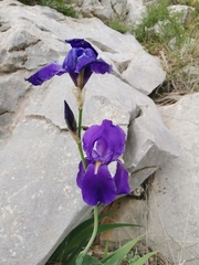 Iris pallida illyrica
