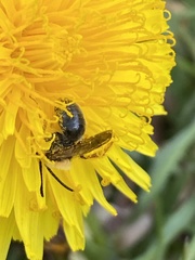 Andrena nitida