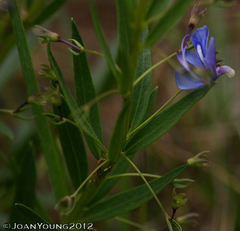 Rotheca hirsuta