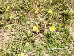 Layia chrysanthemoides
