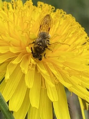 Andrena nitida