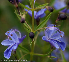 Rotheca hirsuta