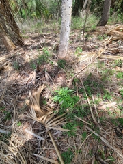 Erechtites hieraciifolius image