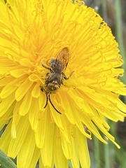 Andrena nitida