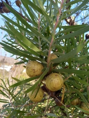 Alatosperma