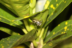 Phintelloides versicolor