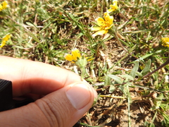 Layia chrysanthemoides