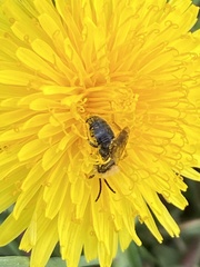 Andrena nitida