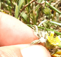 Layia chrysanthemoides