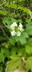 Viburnum opulus