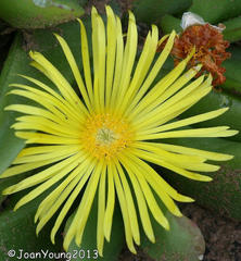 Glottiphyllum longum