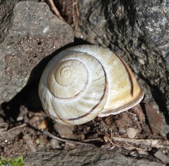 Cepaea nemoralis