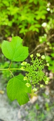 Viburnum opulus
