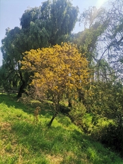 Barkleyanthus salicifolius