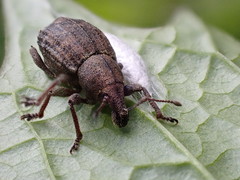Tropiphorus elevatus