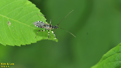 Sphedanolestes impressicollis
