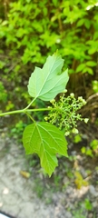 Viburnum opulus