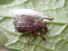 Tropiphorus elevatus