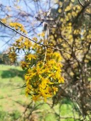 Barkleyanthus salicifolius
