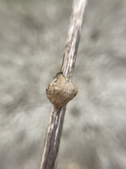 Aulacidea