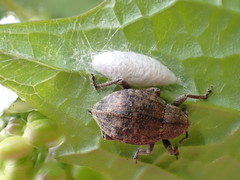 Tropiphorus elevatus