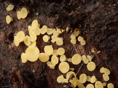 Hymenoscyphus vernus