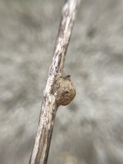 Aulacidea