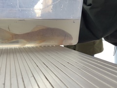 Catostomus macrocheilus