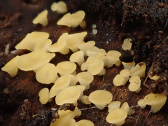 Hymenoscyphus vernus