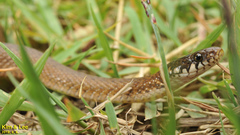 Hebius vibakari