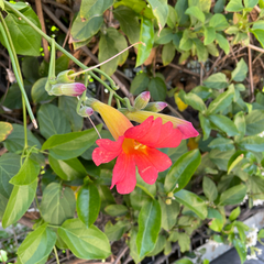 Amphilophium buccinatorium