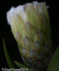 Protea mundii