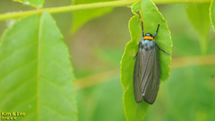 Macrobrochis staudingeri