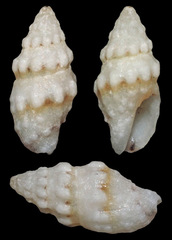 Cytharomorula