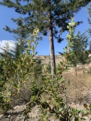 Berberis boliviana