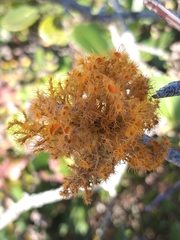 Teloschistes puber